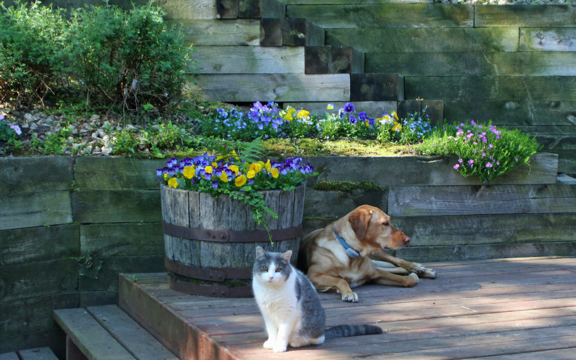 Ecco i rimedi per eliminare i parassiti dal giardino e proteggere i nostri animali domestici da questi insetti