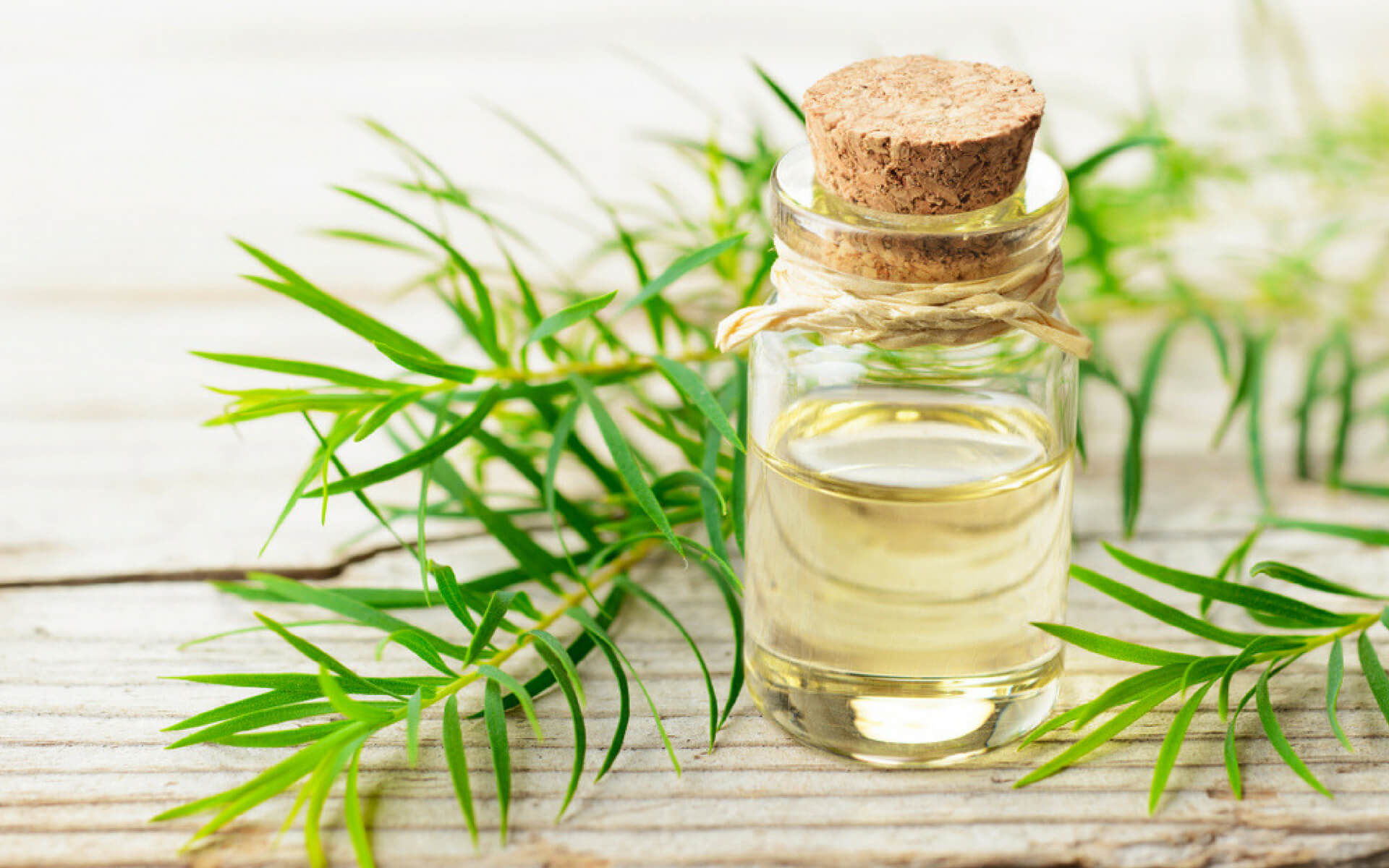 Il Tea Tree oil è un ottimo repellente naturale utili per combattere le cimici