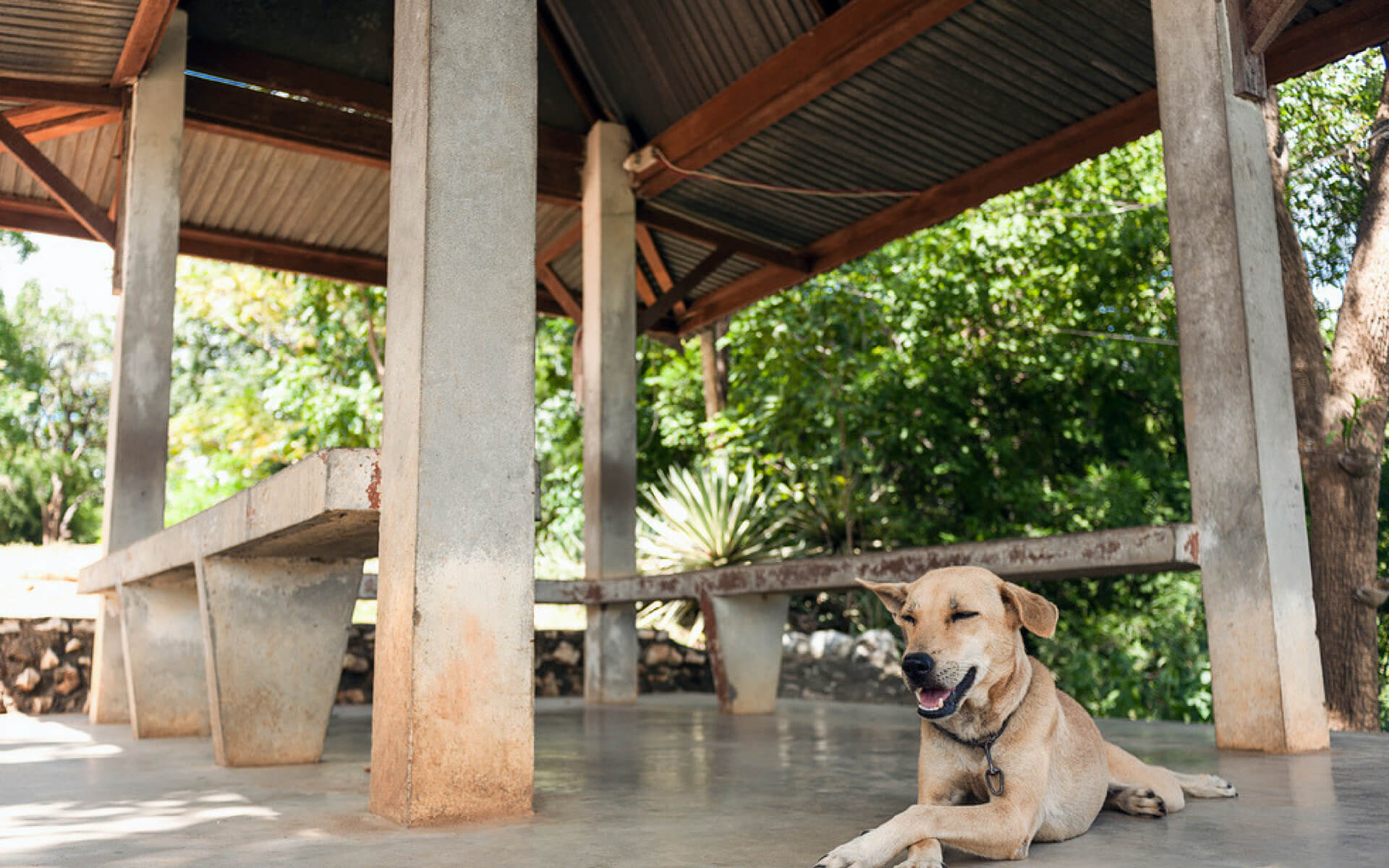 Creare una zona ombreggiata in giardino per proteggere il cane dal sole è fondamentale