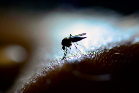 Consigli per eliminare le zanzare da giardini e terrazzi in modo naturale