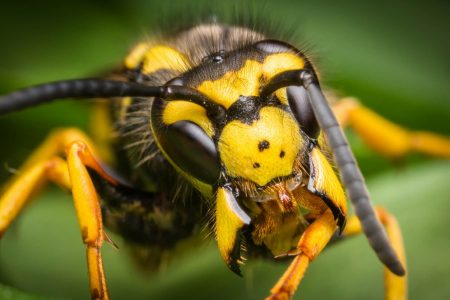 Diversi rimedi e accorgimenti per allontanare le vespe da casa