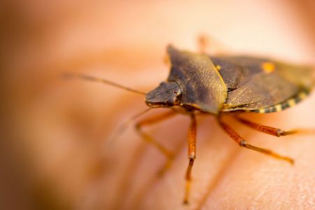 Tutti i rimedi naturale per eliminare le cimici verdi e marroni da casa
