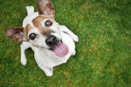 Alcuni semplici e pratici consigli per garantire la sicurezza dei propri animali in giardino