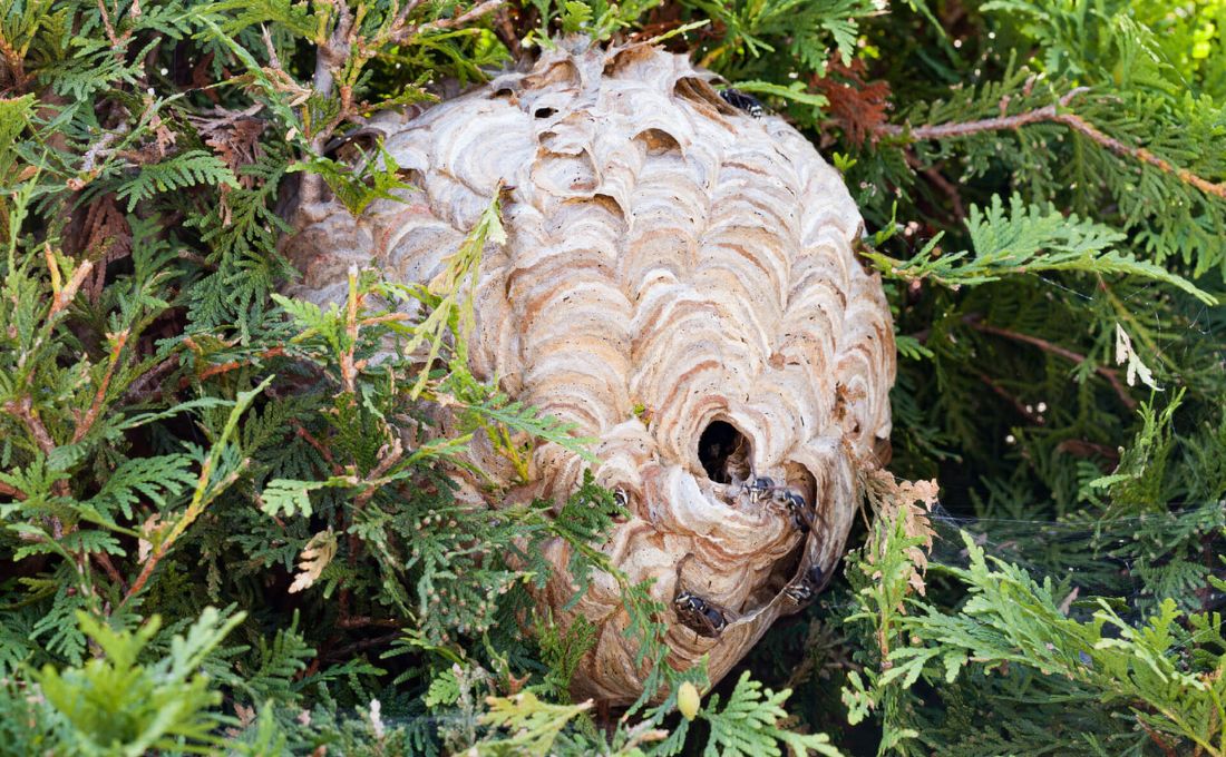 nido-vespe
