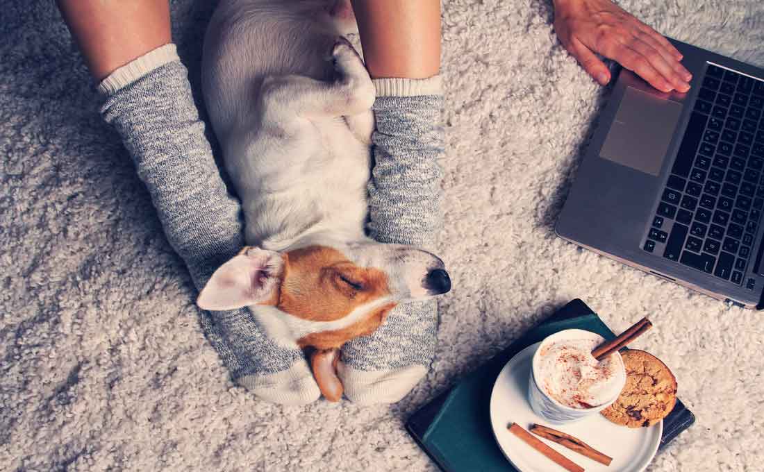 convivere con animali in casa