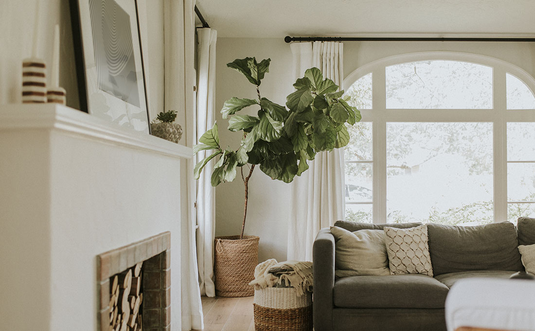 Piante E Luce In Casa