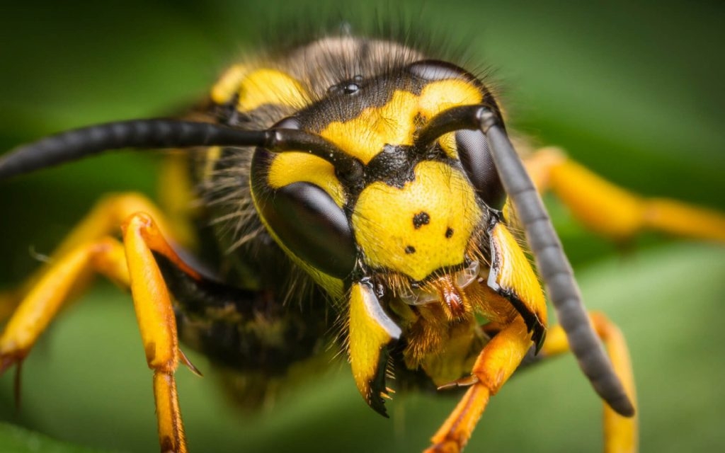 Diversi rimedi e accorgimenti per allontanare le vespe da casa