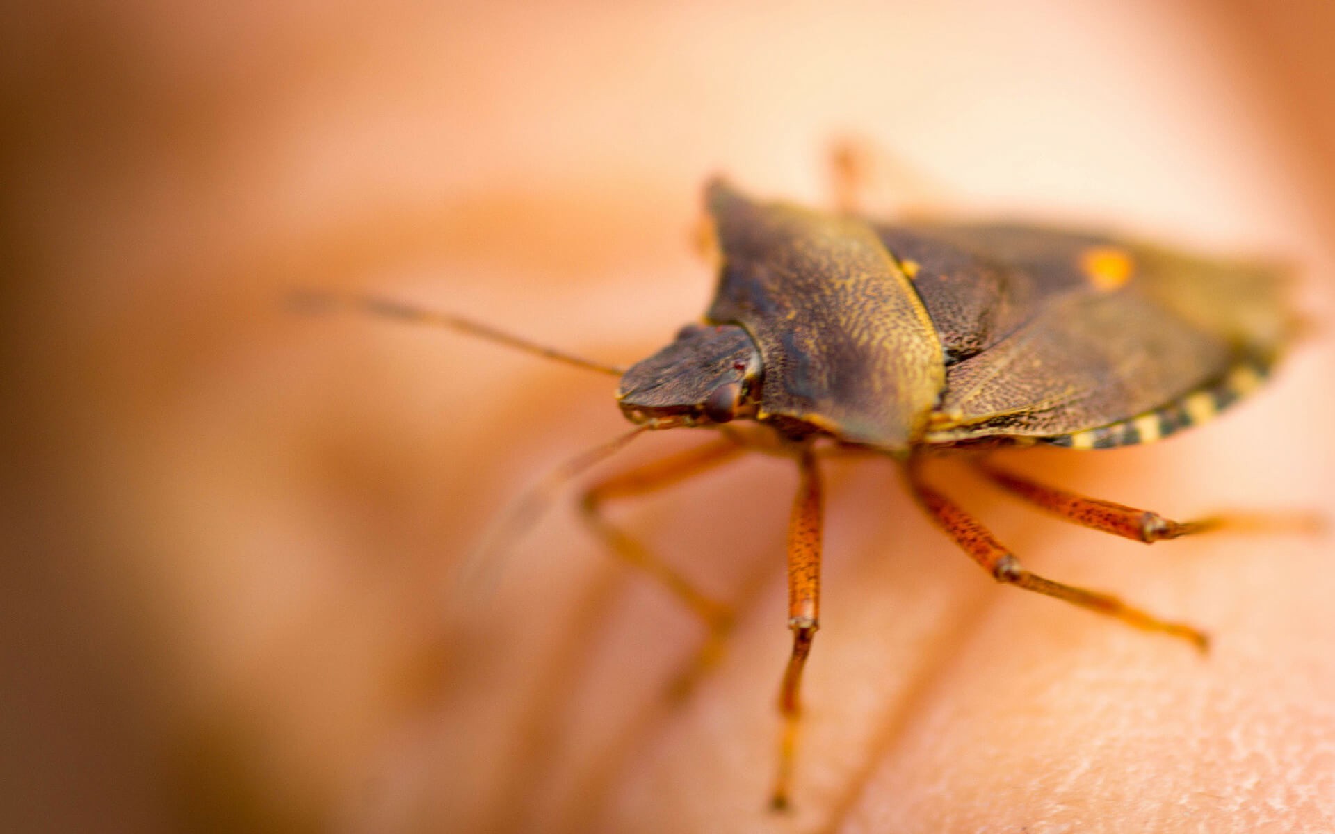 Tutti i rimedi naturale per eliminare le cimici verdi e marroni da casa