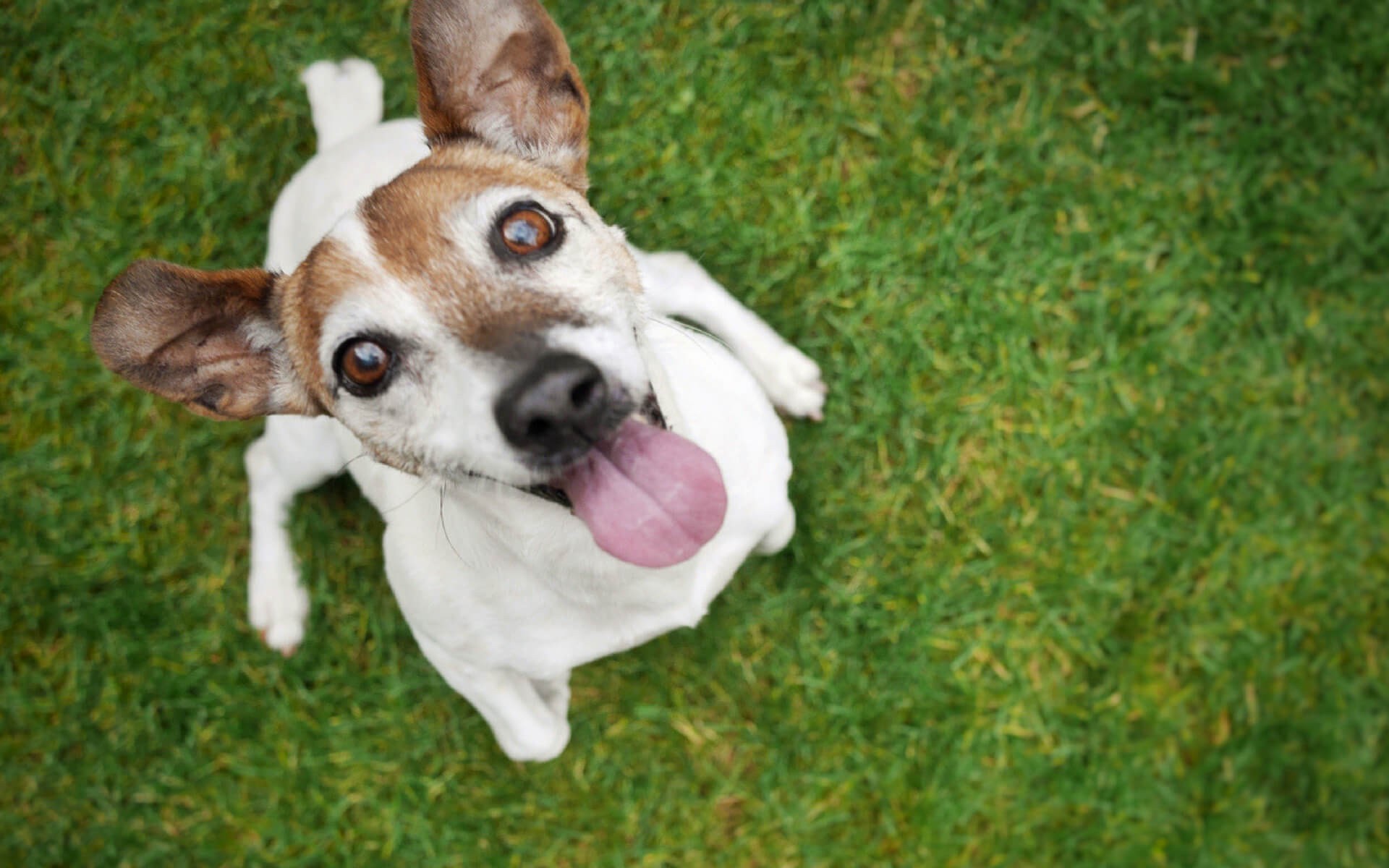 Alcuni semplici e pratici consigli per garantire la sicurezza dei propri animali in giardino